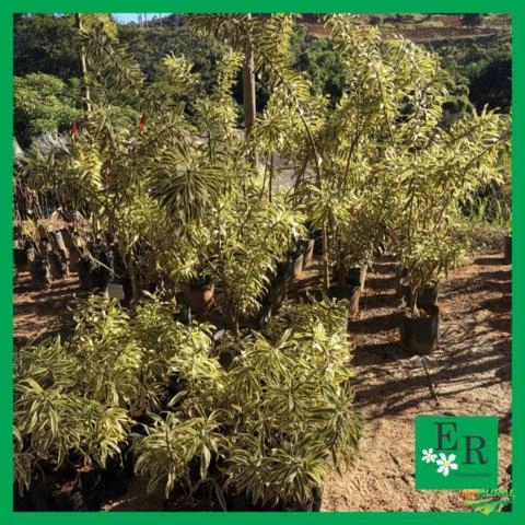 Imagem Plantas ornamentais Imagem Plantas ornamentais