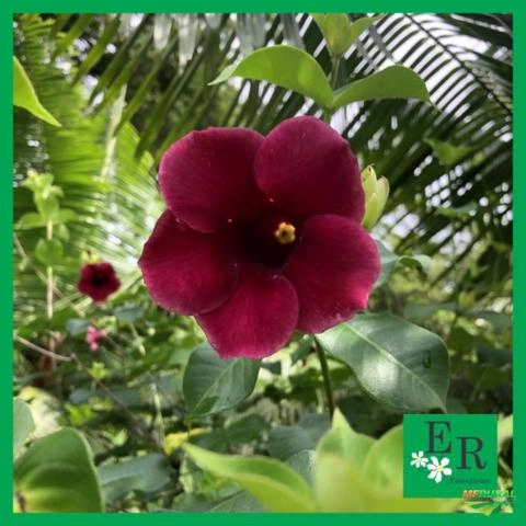 Imagem Plantas ornamentais Imagem Plantas ornamentais