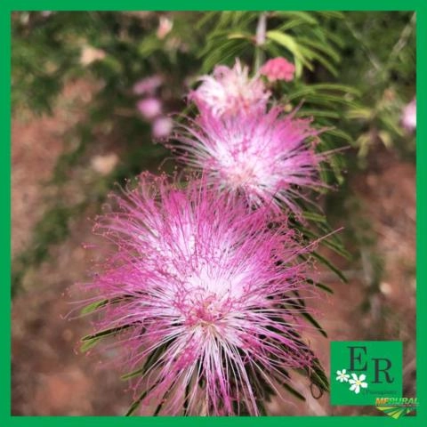 Imagem Plantas ornamentais Imagem Plantas ornamentais