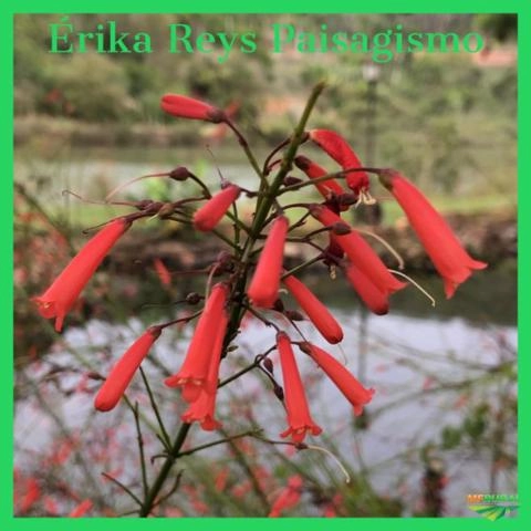 Imagem Plantas ornamentais Imagem Plantas ornamentais