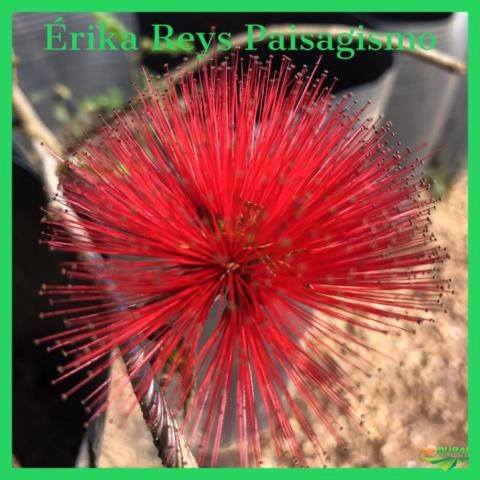 Imagem Plantas ornamentais Imagem Plantas ornamentais