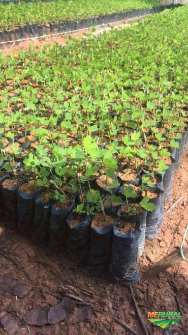 Mudas de Grama Amendoim Imagem Mudas de Grama Amendoim