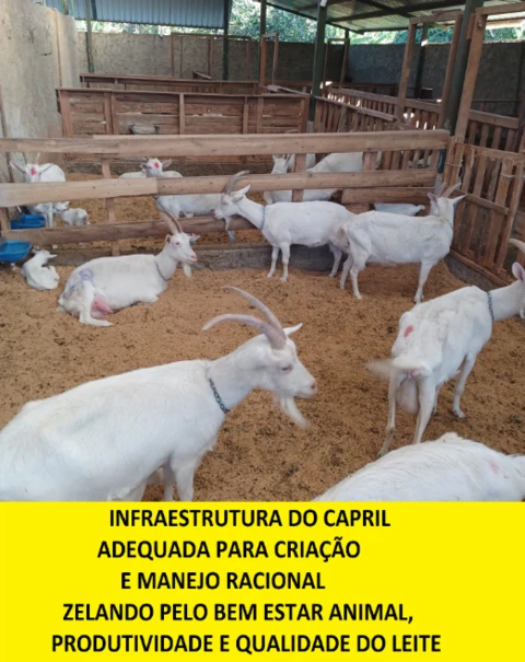 Sítio com toda infraestrutura, criação de cabras leiteiras e produção de queijos artesanais de Cabra