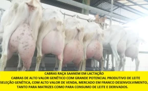 Sítio com toda infraestrutura, criação de cabras leiteiras e produção de queijos artesanais de Cabra