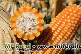 Vendo milho na região de Mineiros-Goias, e entorno safra 13/14. Saca de 60kg