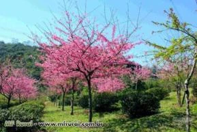 Cerejeira de Flor