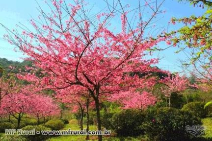 Imagem Cerejeira de Flor Imagem Cerejeira de Flor