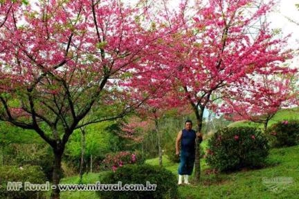 Imagem Cerejeira de Flor Imagem Cerejeira de Flor