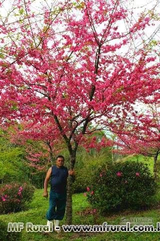 Imagem Cerejeira de Flor Imagem Cerejeira de Flor