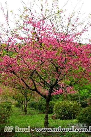 Imagem Cerejeira de Flor Imagem Cerejeira de Flor