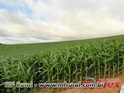 FAZENDA NA REGIÃO DE CAPÃO BONITO - SP