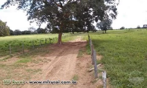 Fazenda 906 alqueires Araguaçu to