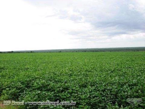 Fazenda 1.830 Há. 3 Pivôs|Sequeiro; Pires do Rio-GO