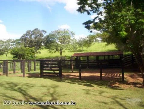 Linda Fazenda em Abadiânia/Goiás com 63 alqueires