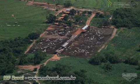 Linda Fazenda Araçatuba sp