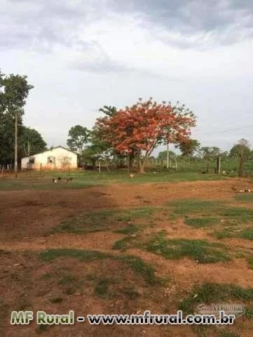 Linda Fazenda Uberaba MG 96,8 hectares