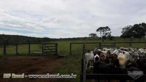 Linda Fazenda Corumbaíba