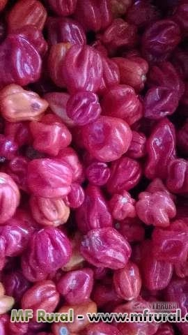 Imagem Pimenta Habanero Imagem Pimenta Habanero