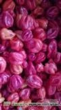 Pimenta Habanero Imagem Pimenta Habanero