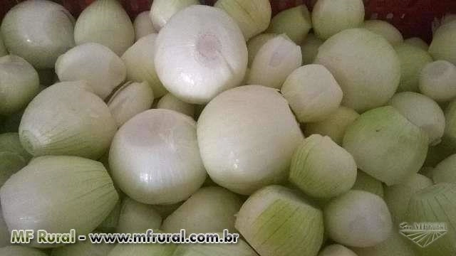 Cebolas Resfriadas (Inteiras/Cubos) Imagem Cebolas Resfriadas (Inteiras/Cubos)