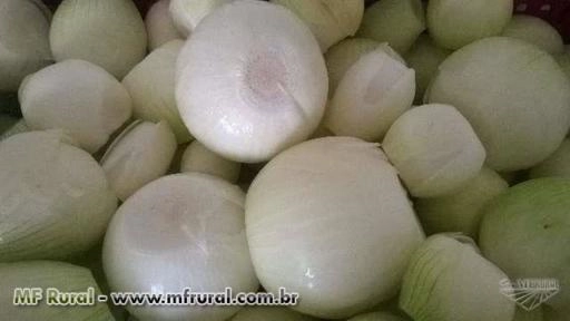 Imagem Cebolas Resfriadas (Inteiras/Cubos) Imagem Cebolas Resfriadas (Inteiras/Cubos)