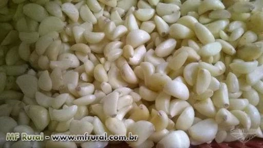 Alhos Descascados Selecionados Imagem Alhos Descascados Selecionados
