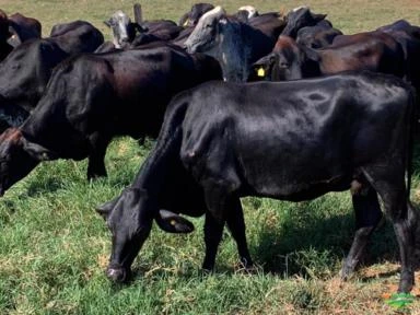 Venda de vacas em lactação, novilhas prenhas e bezerras das raças GIR, GIROLANDO E HOLANDÊS
