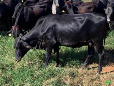 Venda de vacas em lactação, novilhas prenhas e bezerras das raças GIR, GIROLANDO E HOLANDÊS
