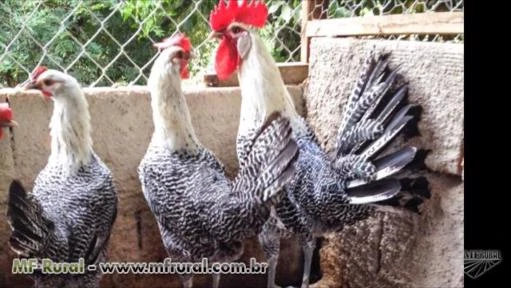 Ovos galados ( fertéis ) de galinhas ornamentais