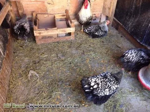 Ovos galados ( fertéis ) de galinhas ornamentais