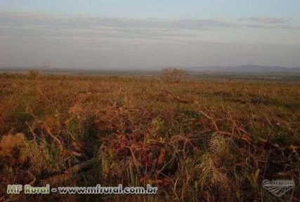 Fazenda Roreal - Nova Brasilandia/MT