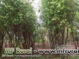 MUDAS FRUTÍFERAS, ORNAMENTAIS E NATIVAS PARA REFLORESTAMENTO Imagem MUDAS FRUTÍFERAS, ORNAMENTAIS E NATIVAS PARA REFLORESTAMENTO