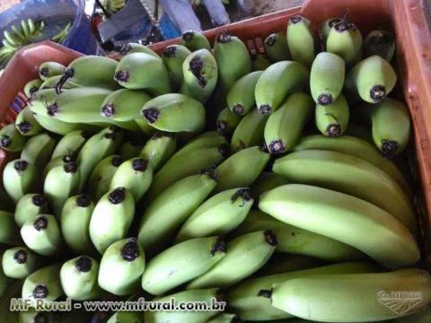 Venda de Banana Nanica