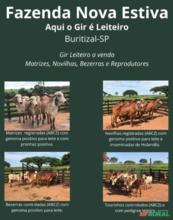 Gir Leiteiro - Fazenda Nova Estiva