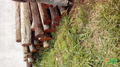 Imagem Aroeira Imagem Aroeira