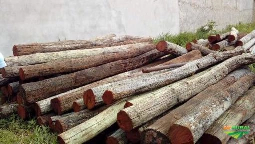 Imagem Aroeira Imagem Aroeira