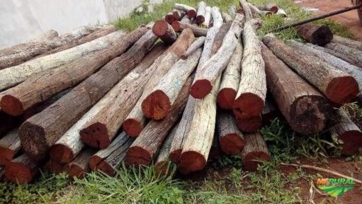 Imagem Aroeira Imagem Aroeira