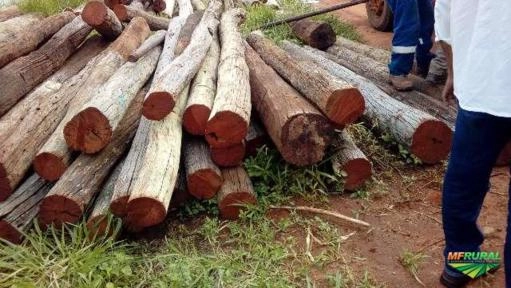 Imagem Aroeira Imagem Aroeira