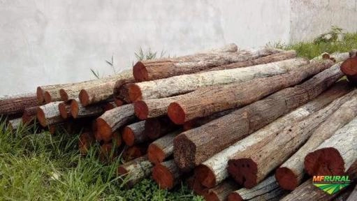 Imagem Aroeira Imagem Aroeira