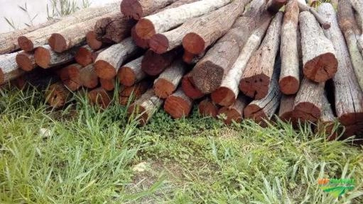 Imagem Aroeira Imagem Aroeira