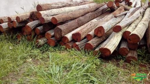 Imagem Aroeira Imagem Aroeira