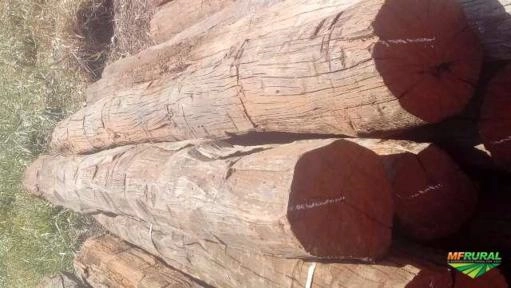 Aroeira Imagem Aroeira