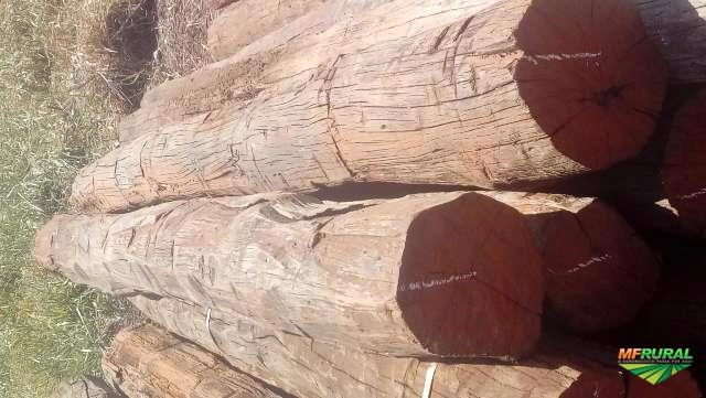 Aroeira Imagem Aroeira