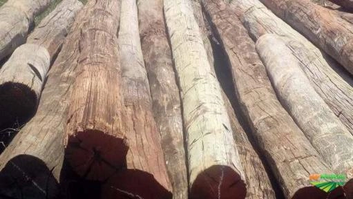 Imagem Aroeira Imagem Aroeira