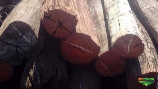 Imagem Aroeira Imagem Aroeira