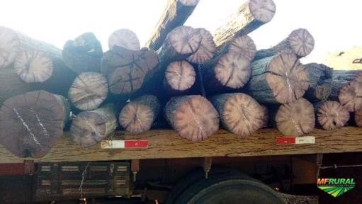 Imagem Aroeira Imagem Aroeira