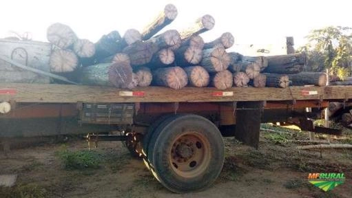 Imagem Aroeira Imagem Aroeira