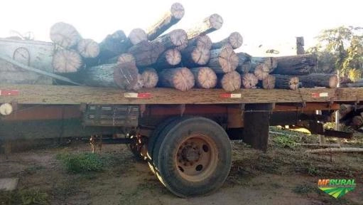 Imagem Aroeira Imagem Aroeira