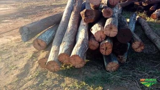 Imagem Aroeira Imagem Aroeira