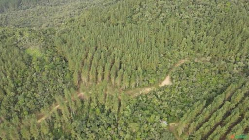 Pinus Elliottii - Total de 450 ha Imagem Pinus Elliottii - Total de 450 ha